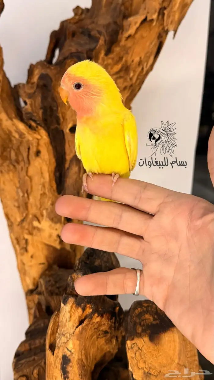 فرخ روز مفطوم اليف لاتينو رد فيس 2