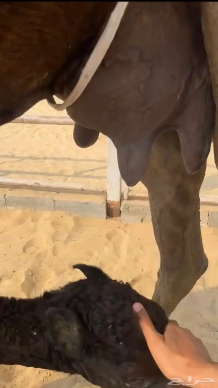 خلفه هديه صفنهاء طبب وحلبتهاء طيبه وسليمه شرط 2