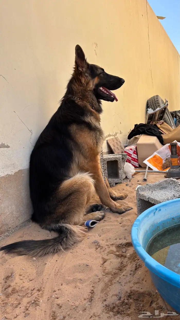 جيرمن شون لاين 1