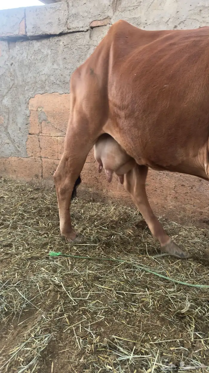 بقره القحه 3