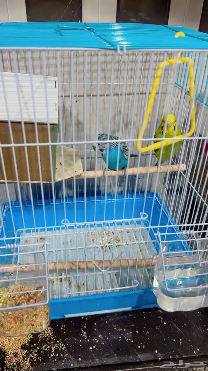 عصفور ذكر أنثى 0