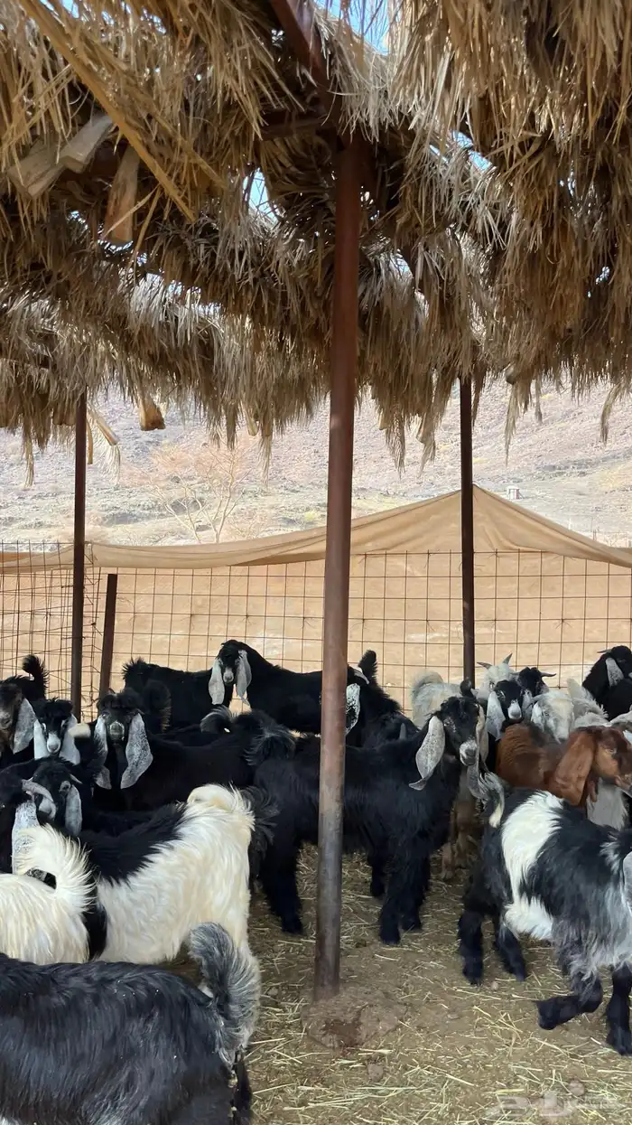 تيوس مخاصي جادعان جبره 14