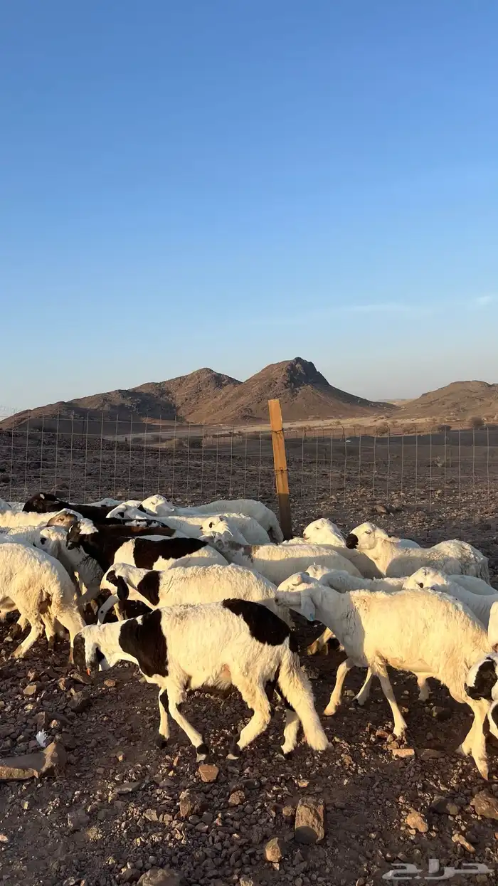 طليان سواكن شبيه الحري دمازين مرابى جادعان 23