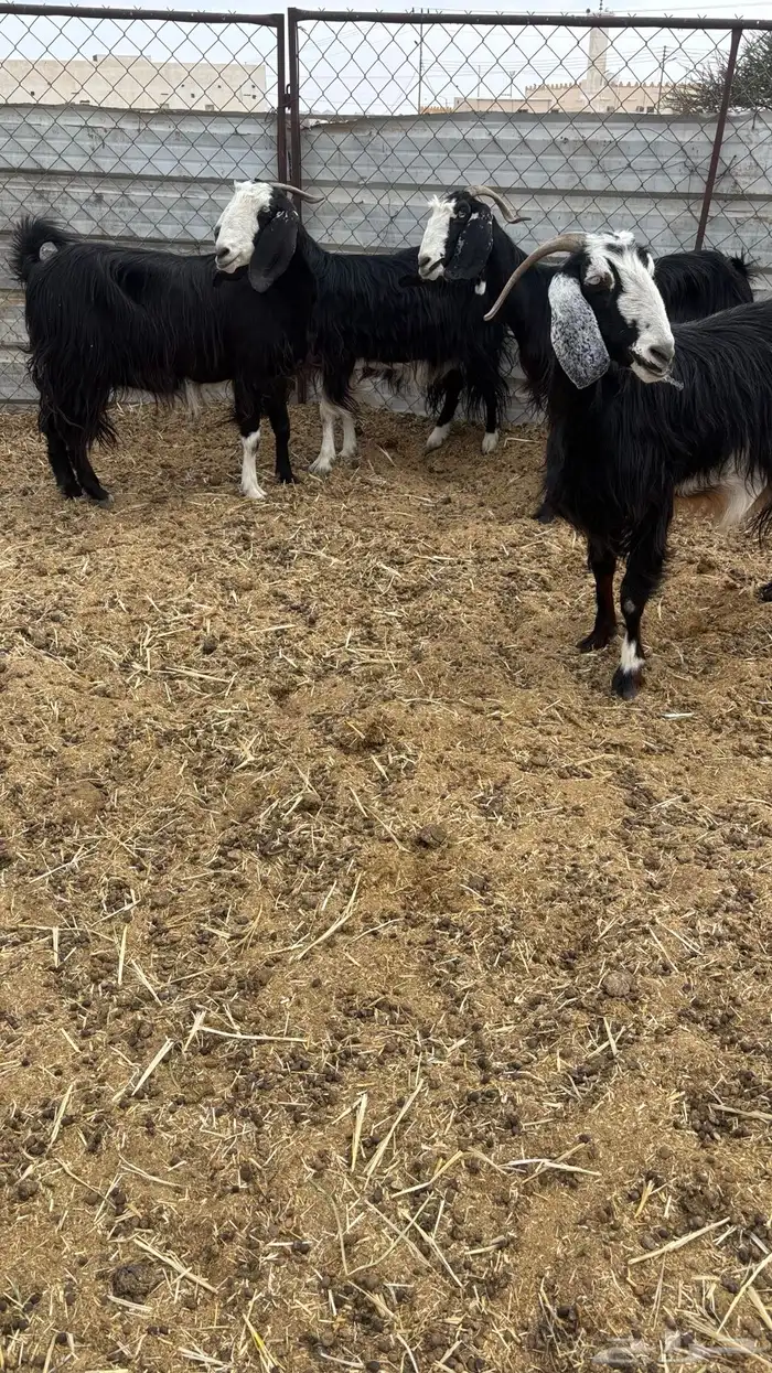 معزا مضاريع 1