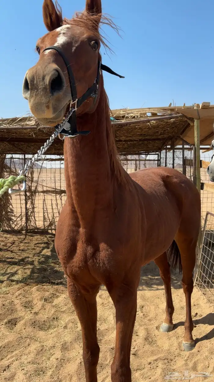 للبيع حصان جاهز لقرب شوط 5