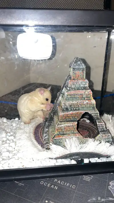 سنجاب طائر فصيلة نادرة بينو index