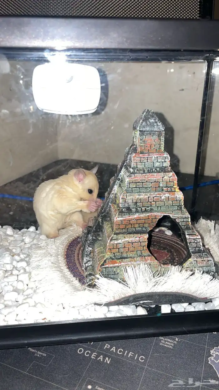 سنجاب طائر فصيلة نادرة بينو 2