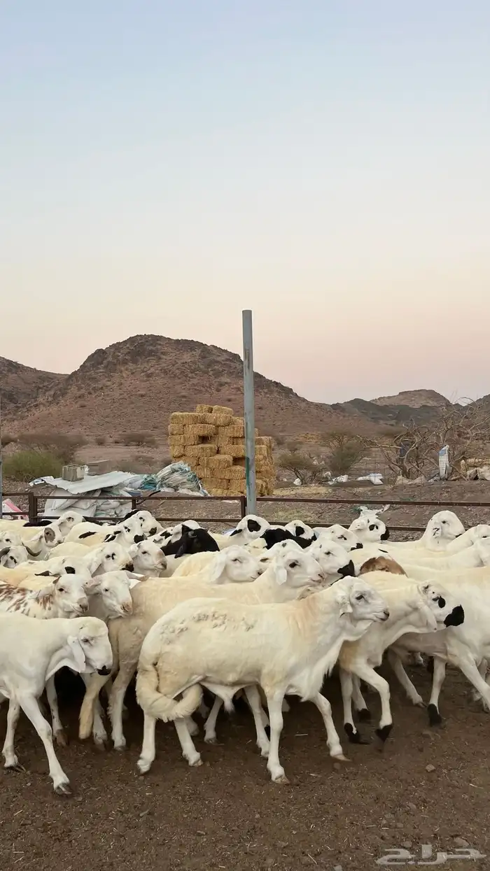 ذبائح بجميع انواعها 20