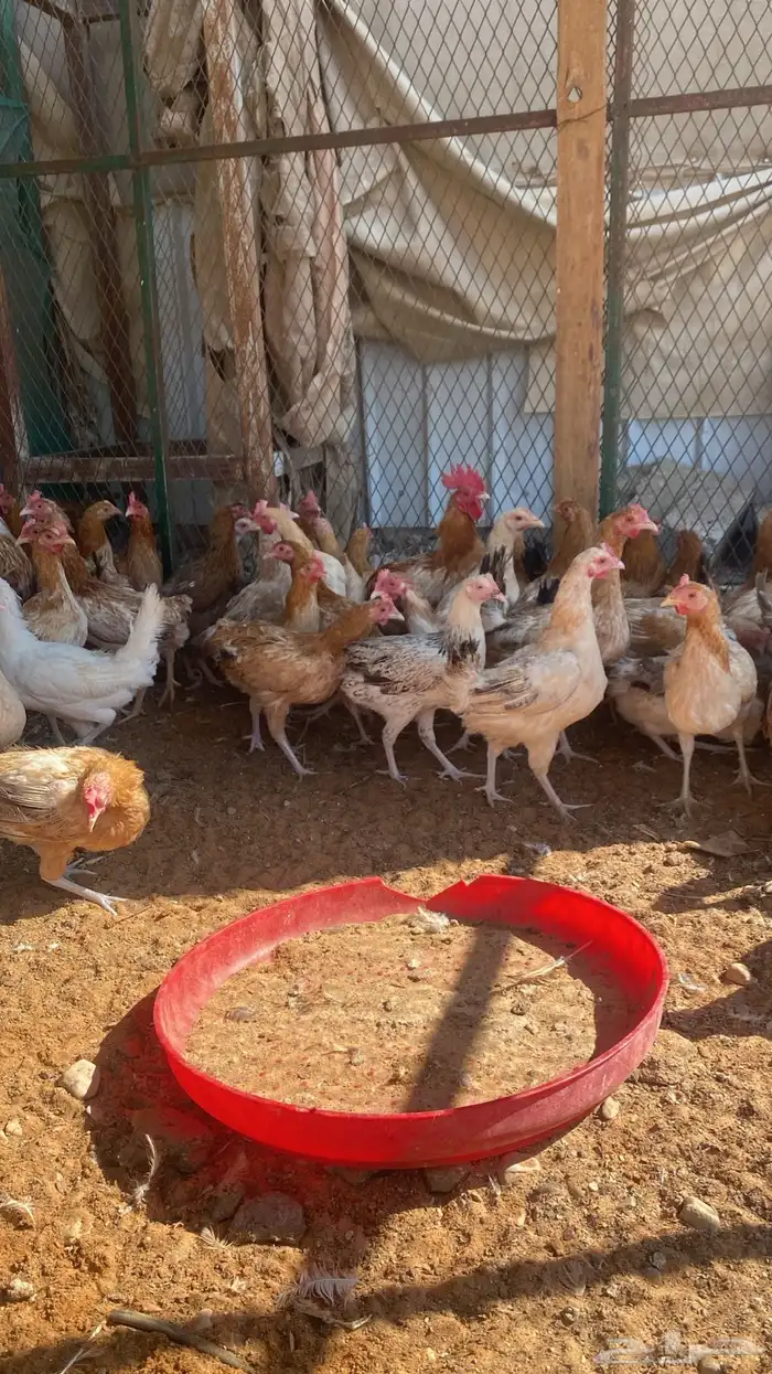 chickens 1000pieces 9