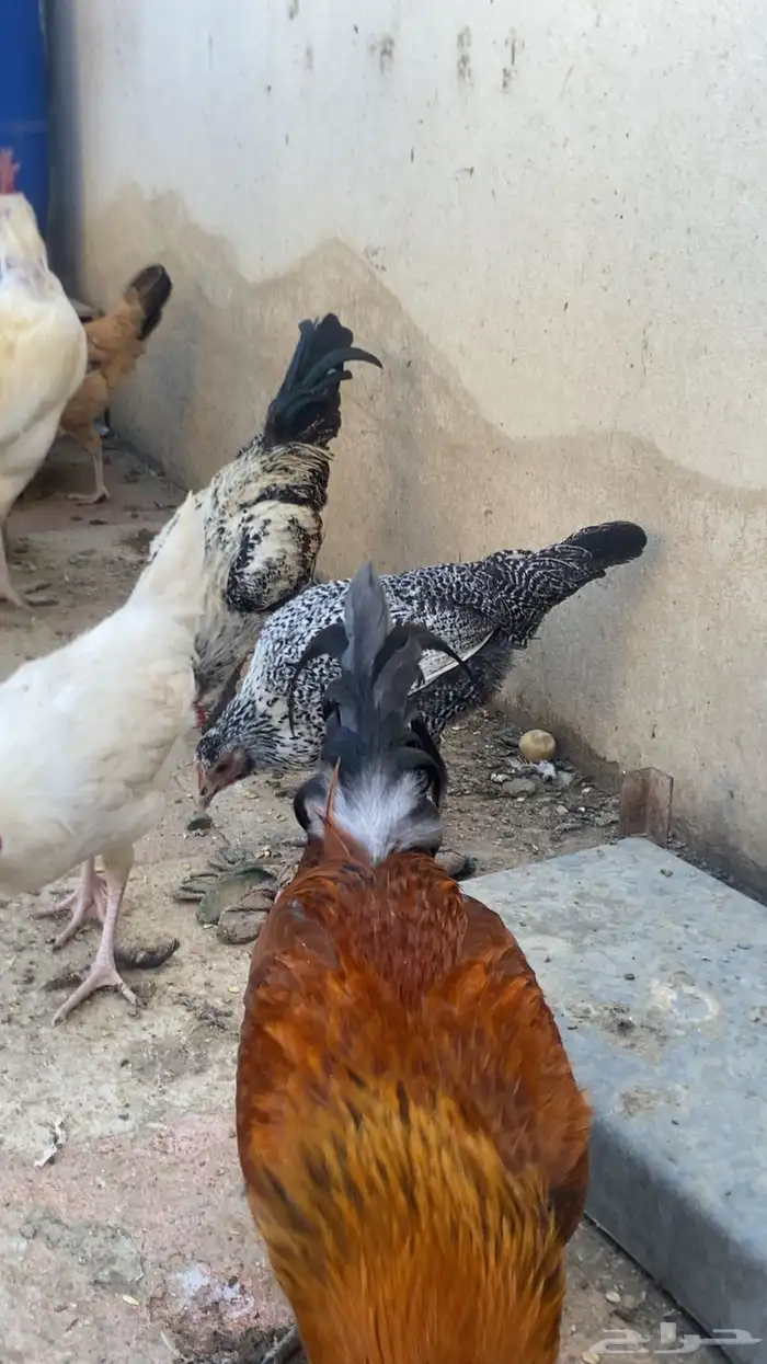 دجاج بلدي حضان 1