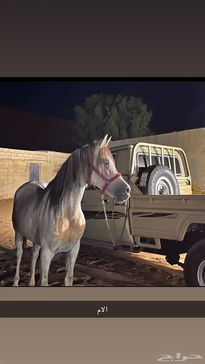 مهره عربيه ورق للبيع 4