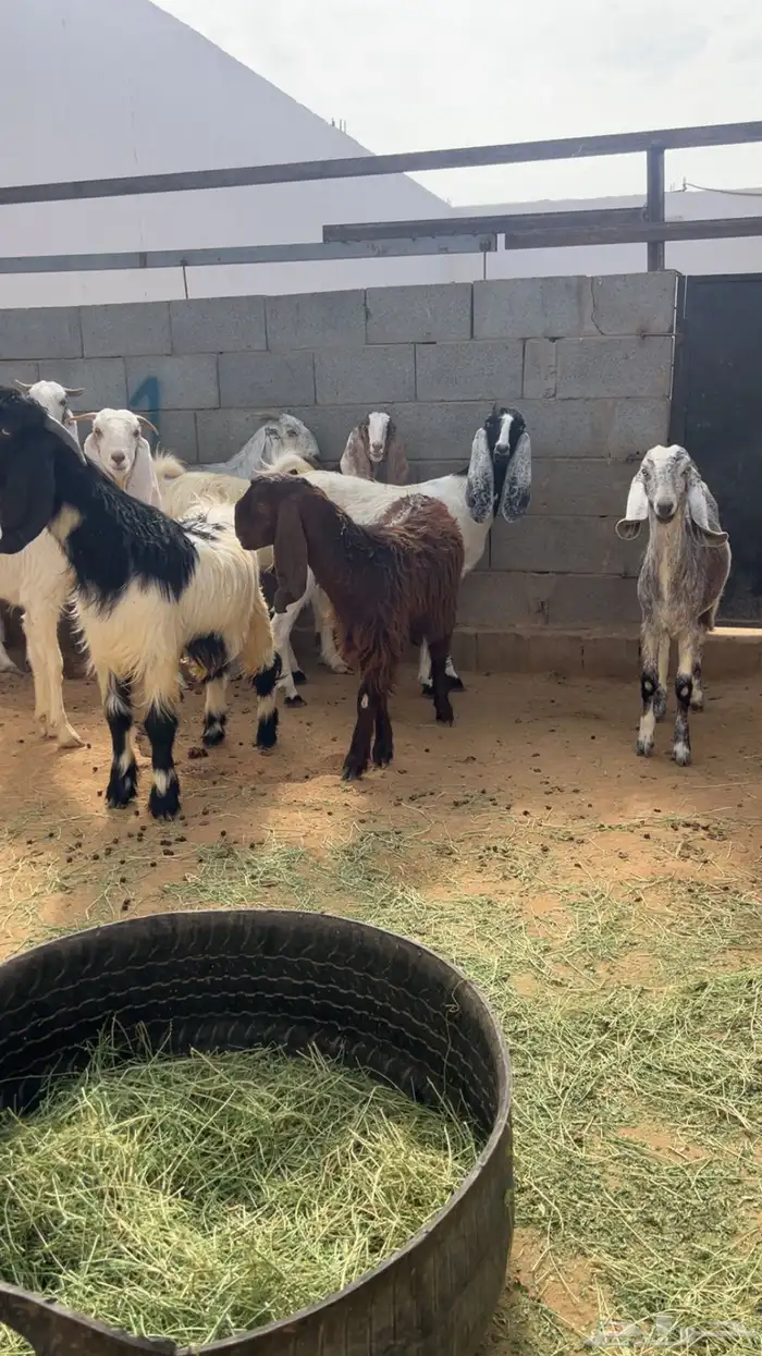 معزا مع فحلها مشاريك فواخر 4