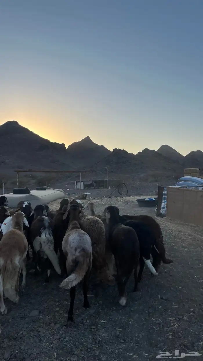 ذبائح بجميع انواعها 8