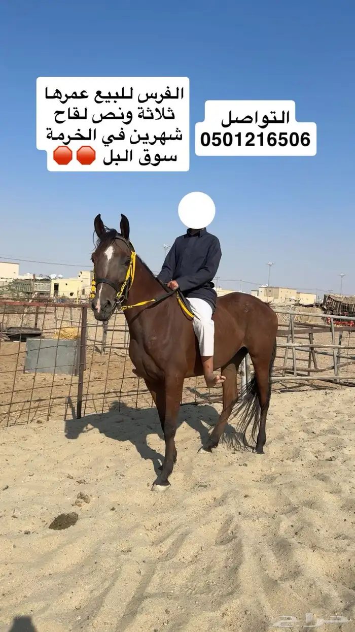 فرس للبيع عمرها 3 سنوات لقاح شهرين ملاحضه   الفرس طرب حاره 1