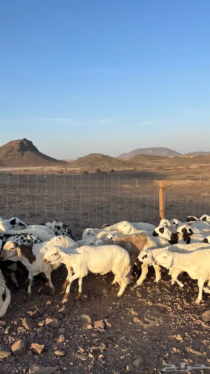 طليان سواكن شبيه الحري دمازين مرابى جادعان 14