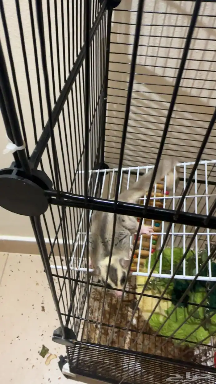 سنجاب الطائر شقر قلايدر 2