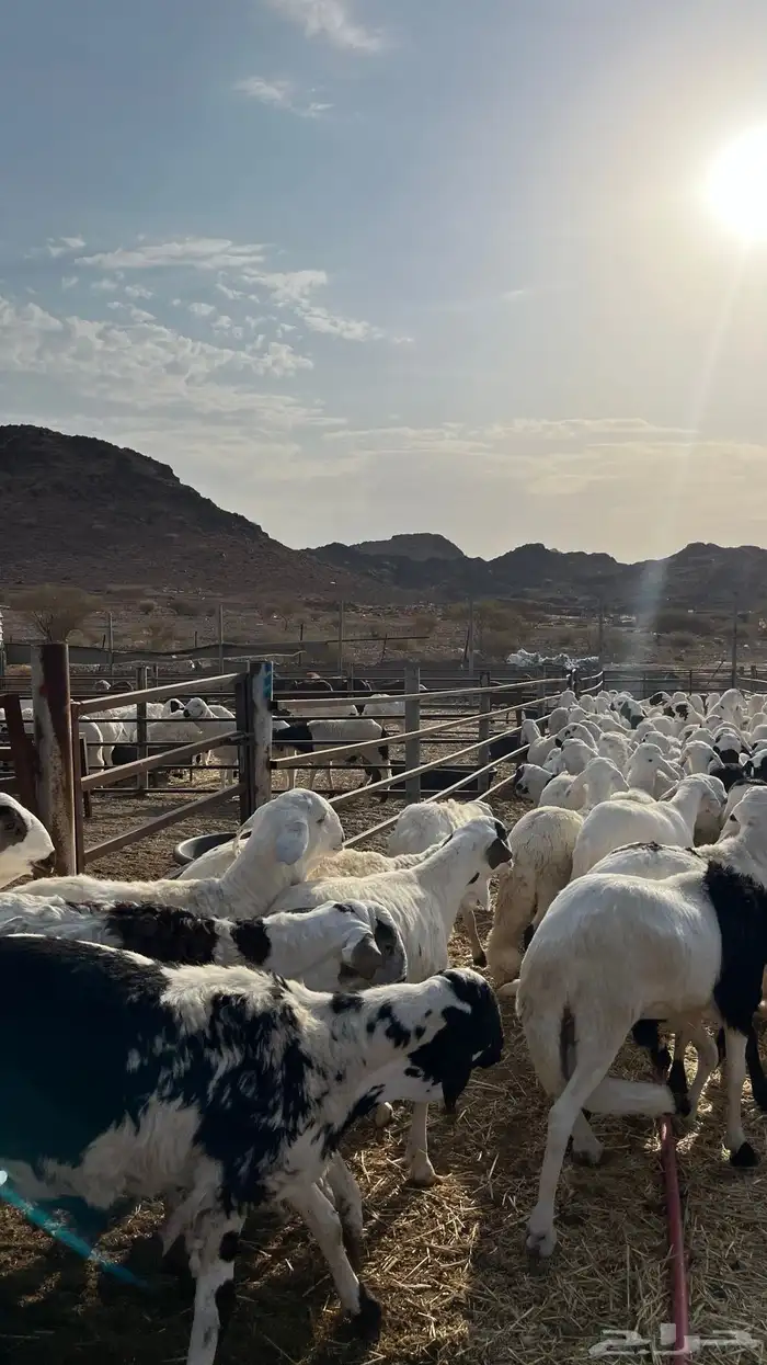 طليان سواكن شبيه الحري جبره 13