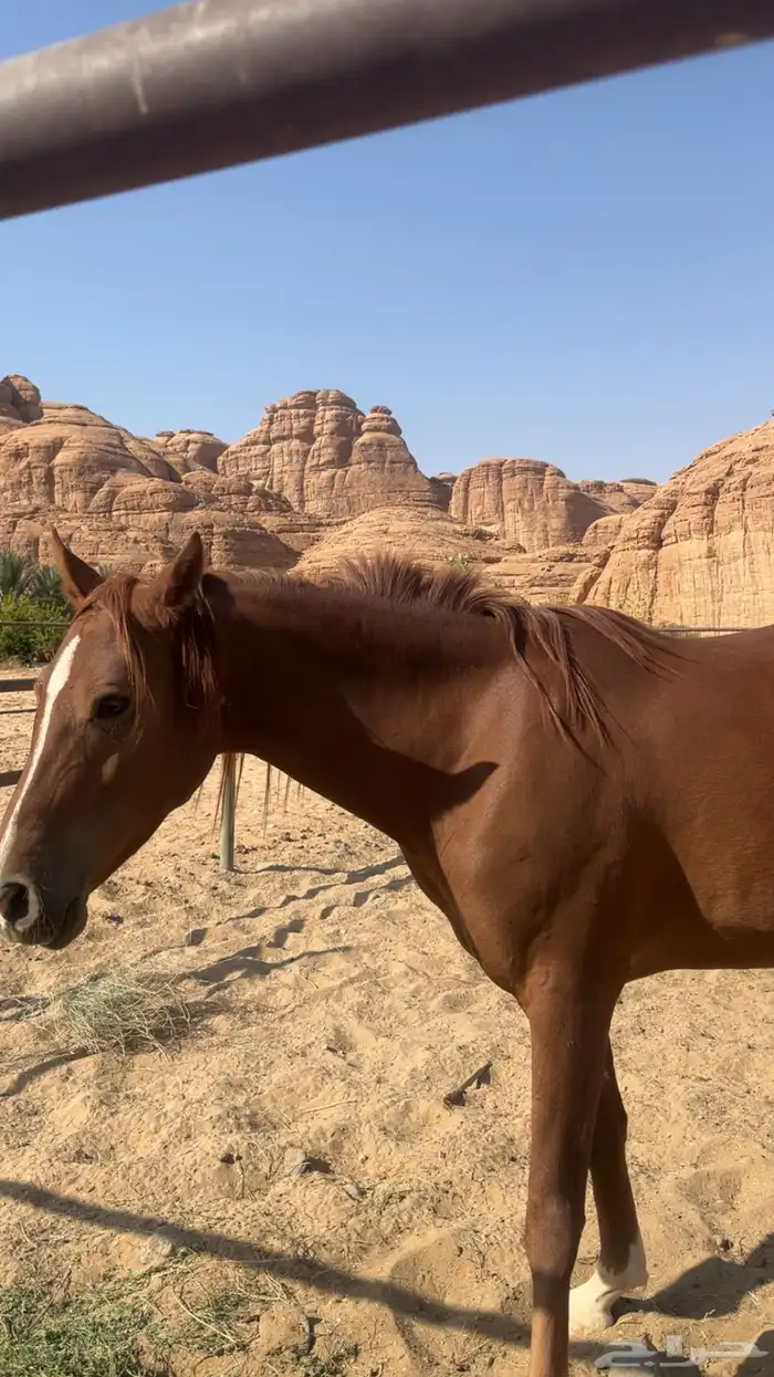 فرس عربي اصيل نشيط السوم يبدا عندكم 0