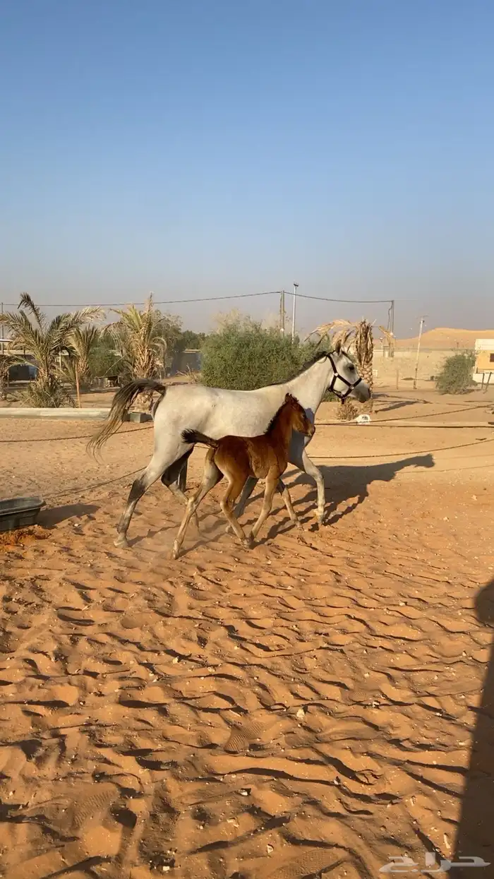 فرس واهو معه مهره   تم البيع 2