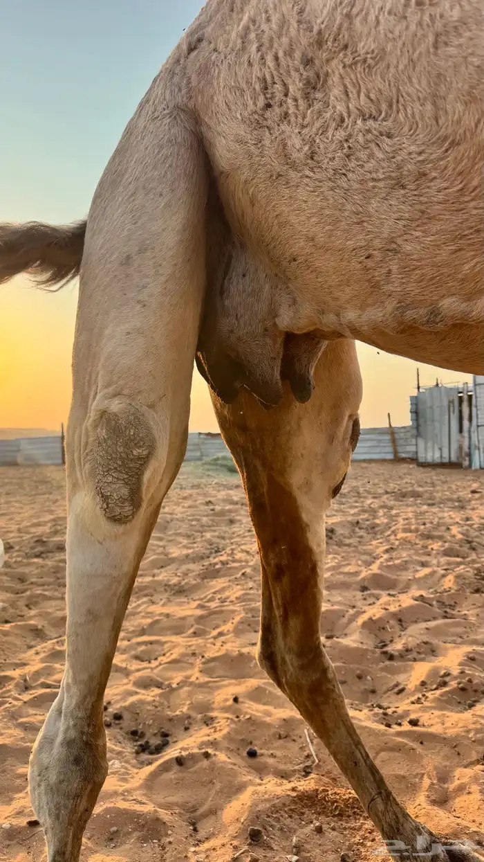 للبيع ناقة شقحاء شاق مميت ومسوح 2