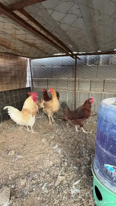 للبيع دجاج ديك تركي طيبه index