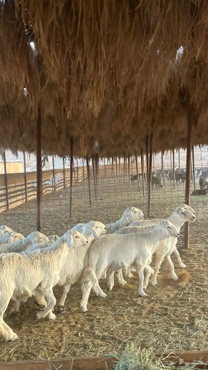 ذبائح طليان حري-نجدي-سواكن-نعيمي-تيوس 36