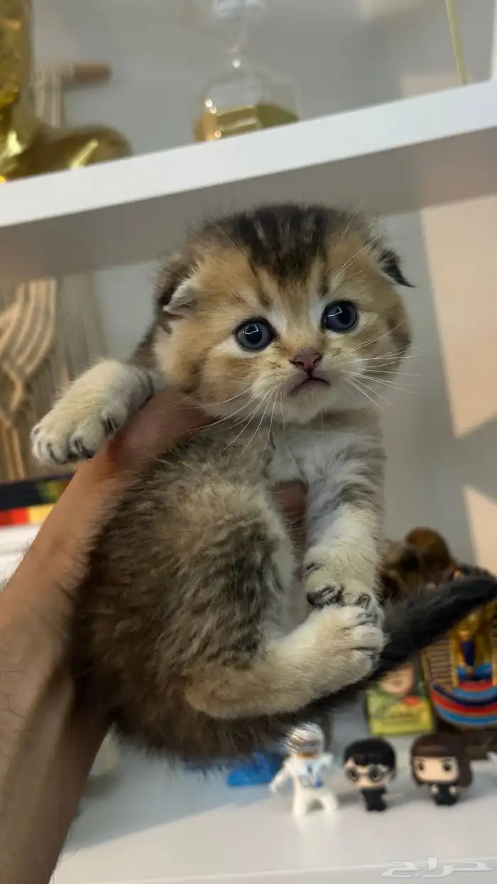 كيتن سكوتش بيور 0