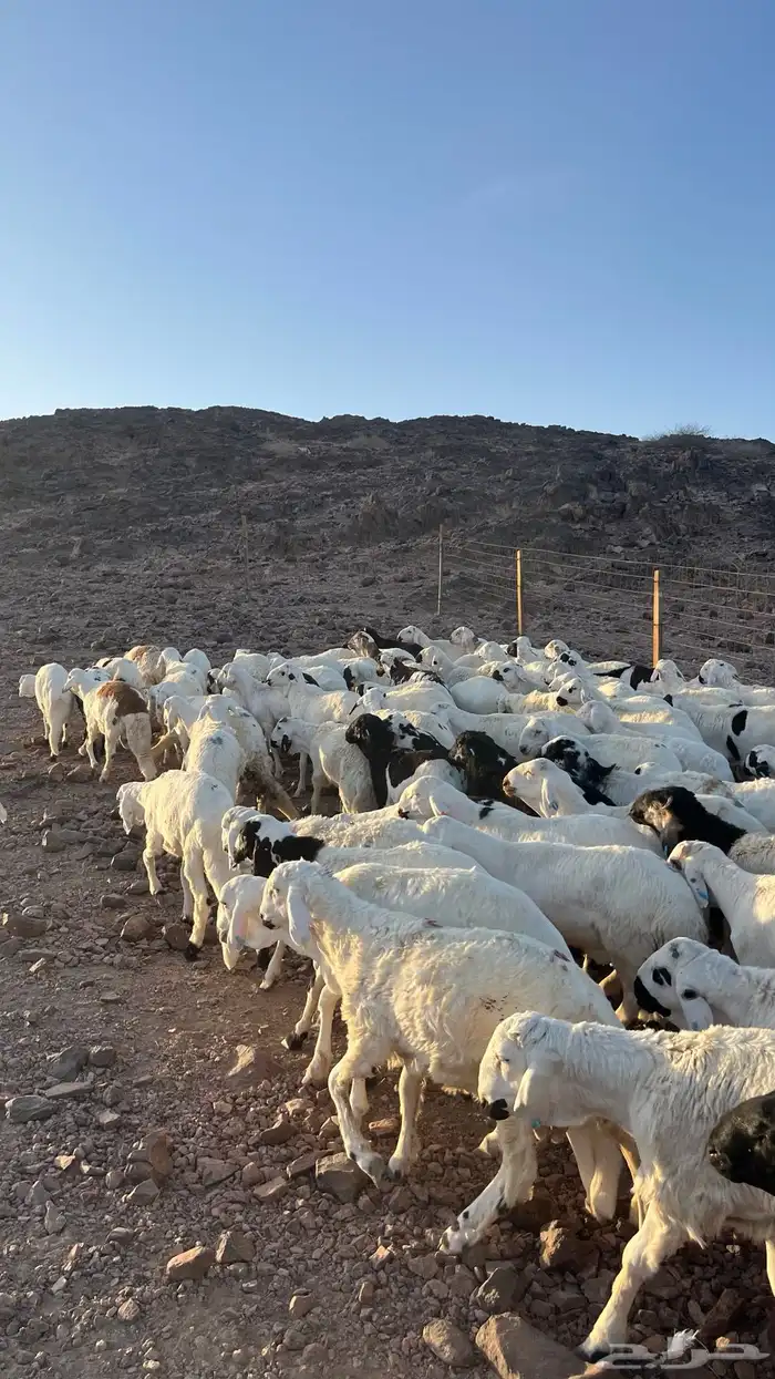 طليان سواكن شبيه الحري دمازين مرابى جادعان 11