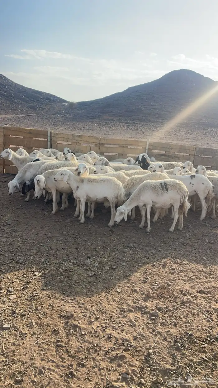 ضان حبص مقنوي 2