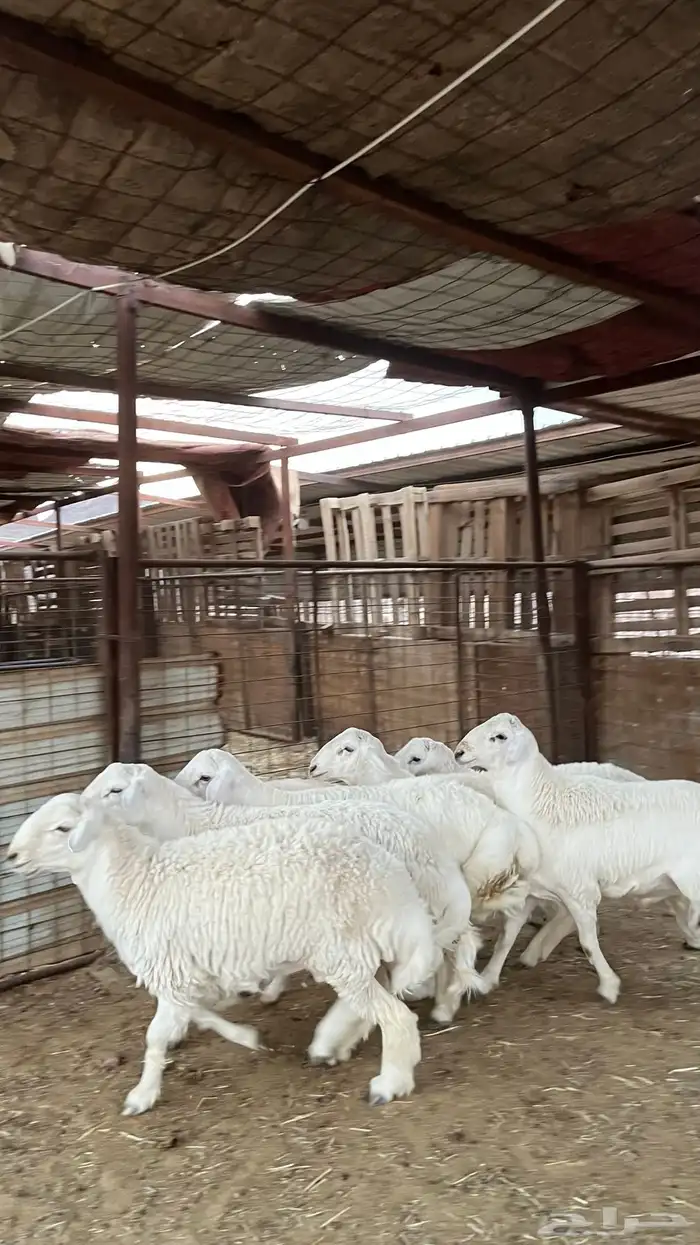 ذبائح طليان حري-نجدي-سواكن-نعيمي-تيوس 3