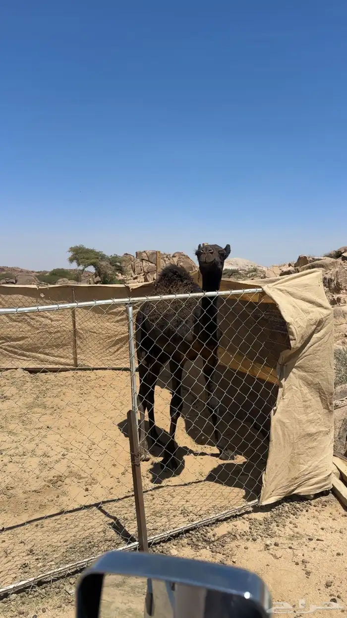 قعودين للبيع 3