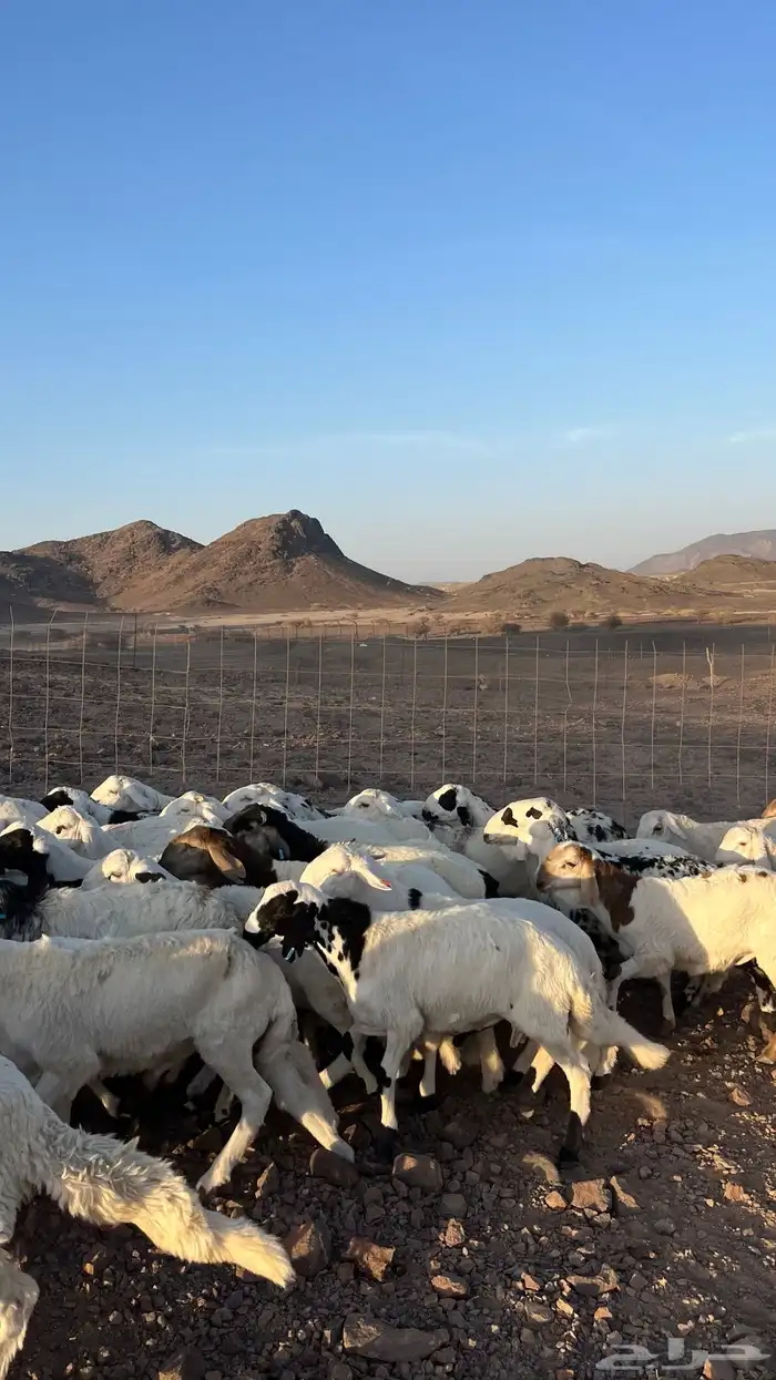 طليان سواكن شبيه الحري دمازين مرابى جادعان 16