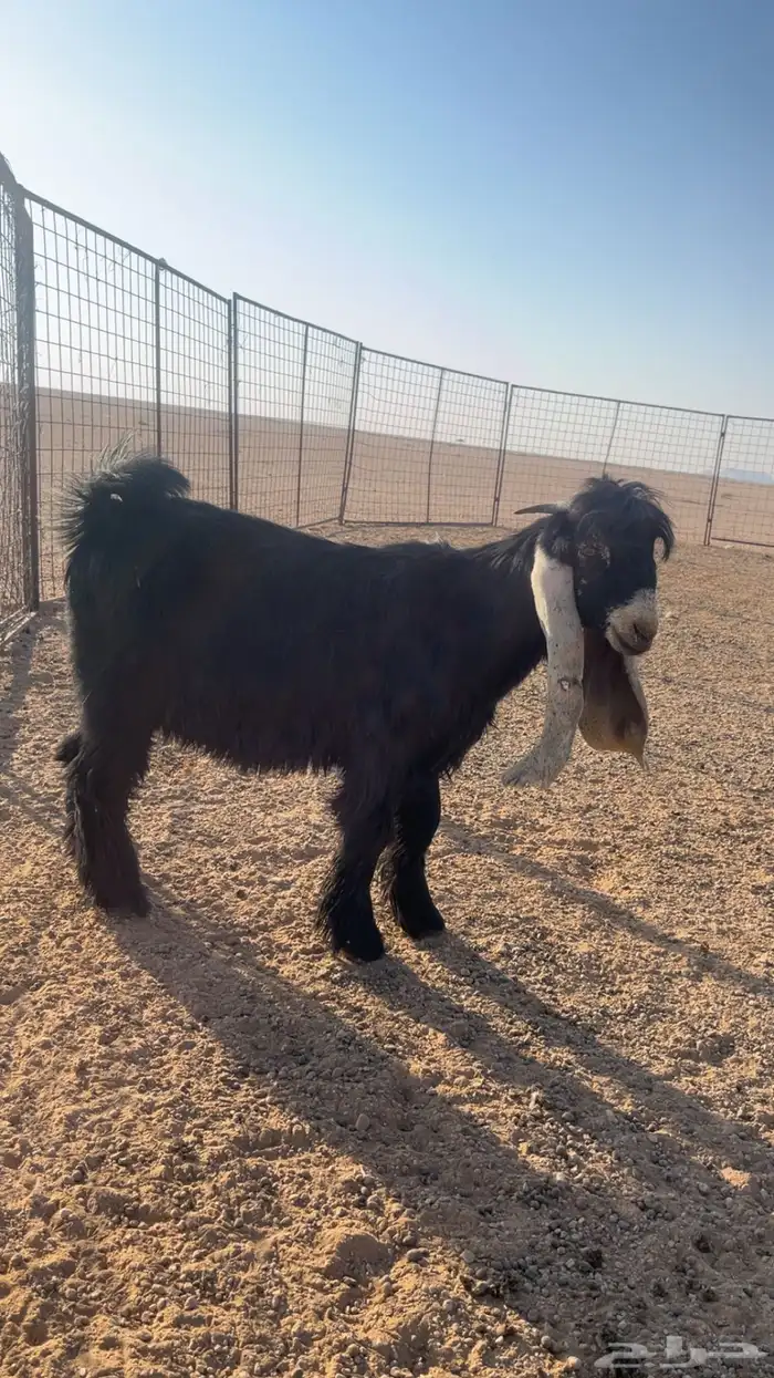 تيس عارضي صنف 1