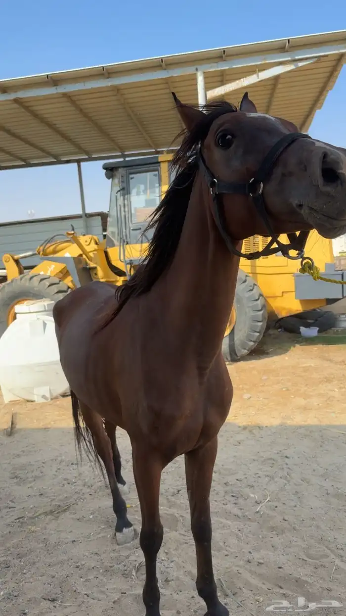 فرس للبيع عمرها 3 سنوات لقاح شهرين ملاحضه   الفرس طرب حاره 0