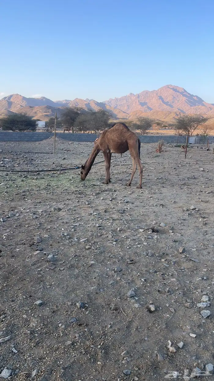 حاشي طيب على الشعير والبرسيم 0