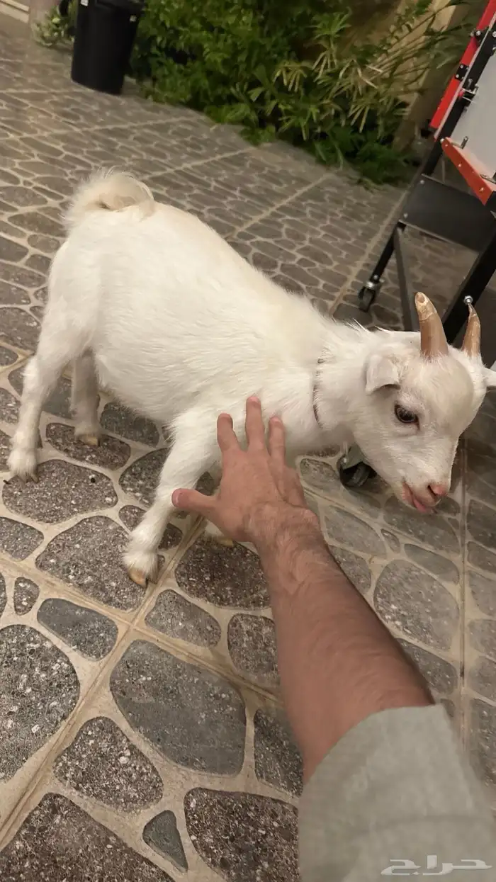 ماعز قزم لعوب 4
