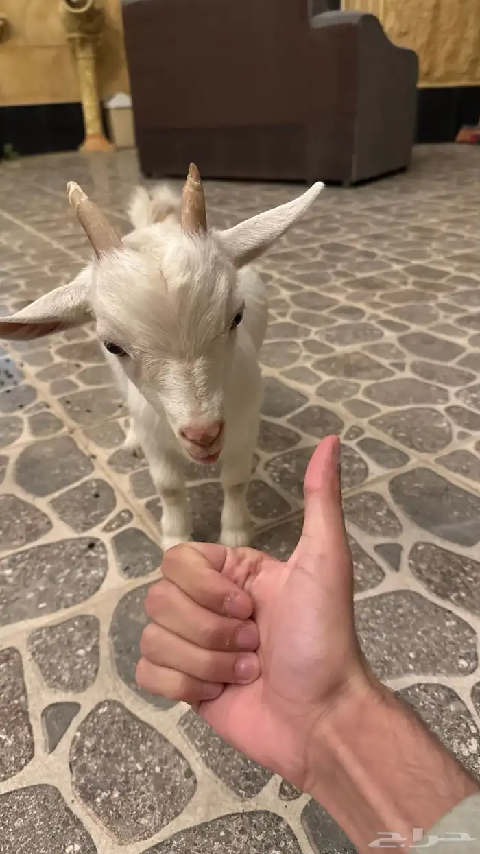 ماعز قزم لعوب 2