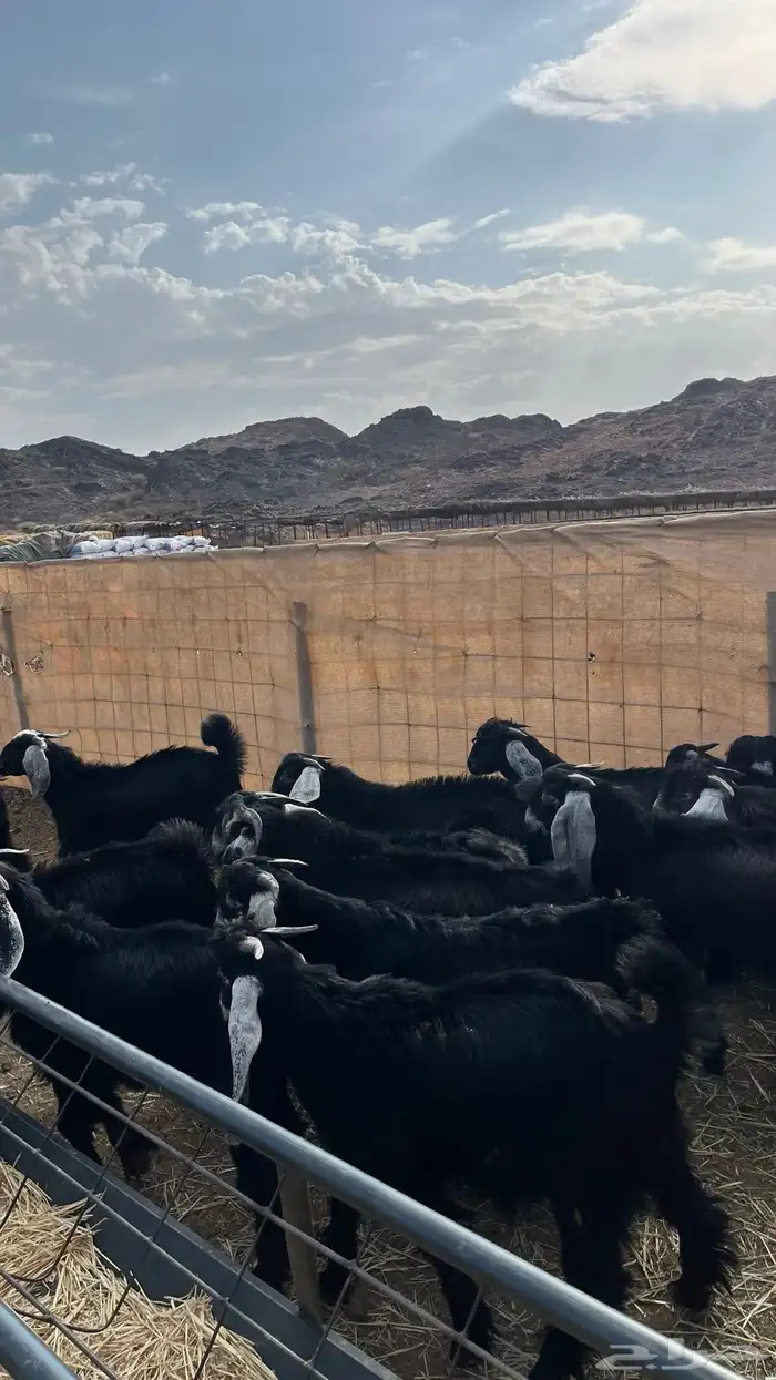 تيوس مخاصي جادعان جبره 20