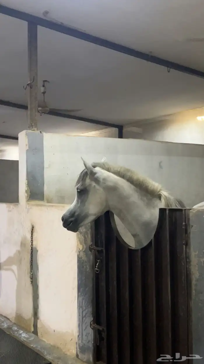 فرس شعبية جميلة فاخرة تبارك الرحمان 3
