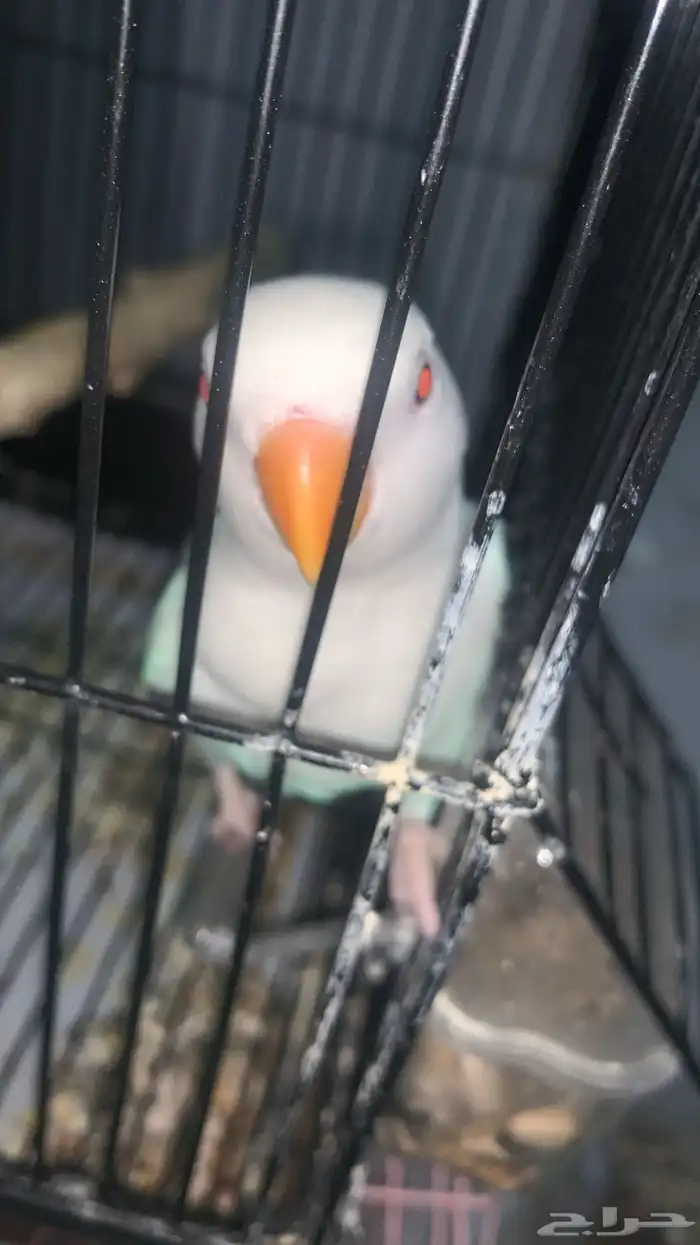 روز البينو اليف هدد 2