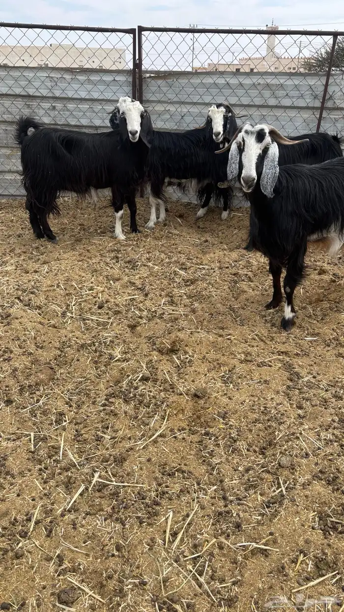 معزا مضاريع 0