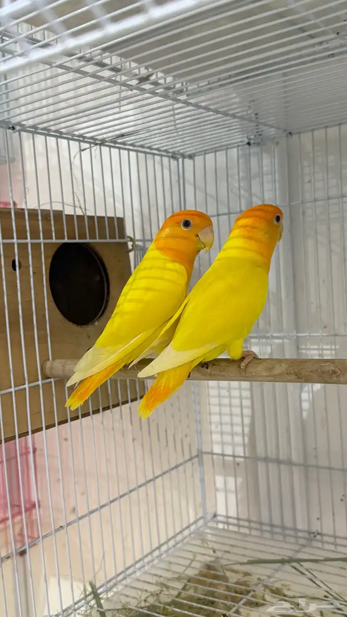 جوز روز اورنج اوبلاين 1