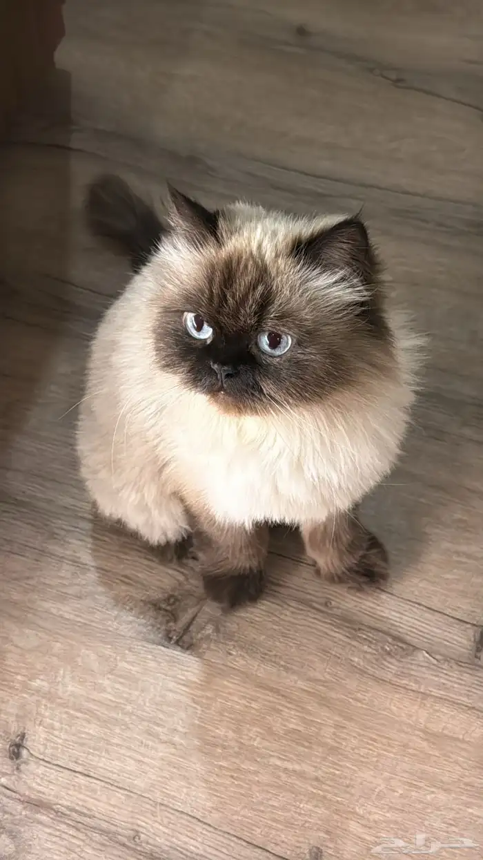 همالايا للتبني 2