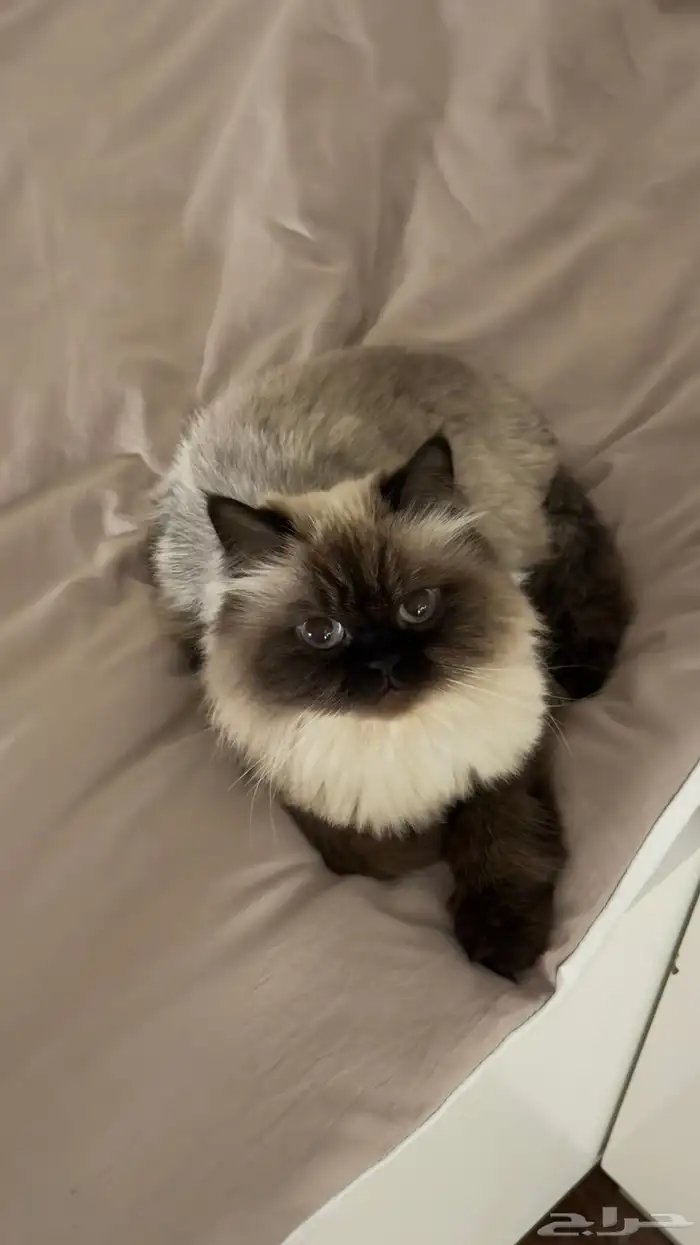 همالايا للتبني 0