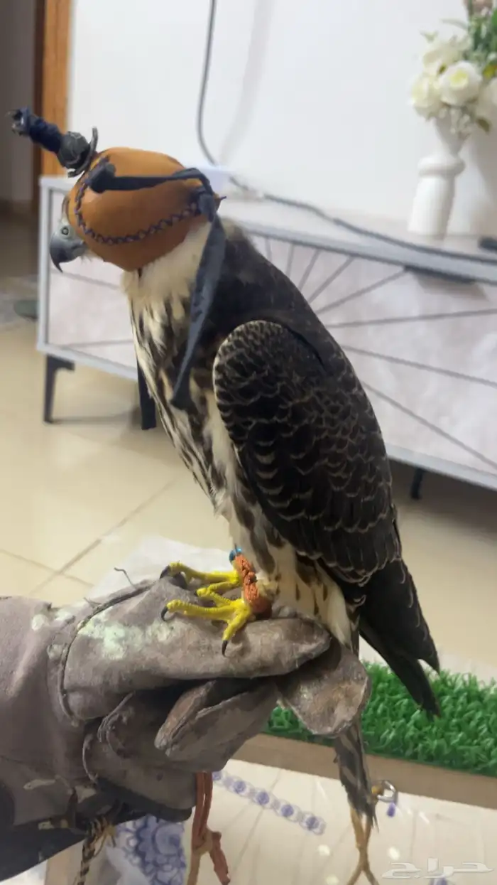 بكه للبيع طرح الدبده الاسبوع الي راح ذنبتها من ورا متكسره 1