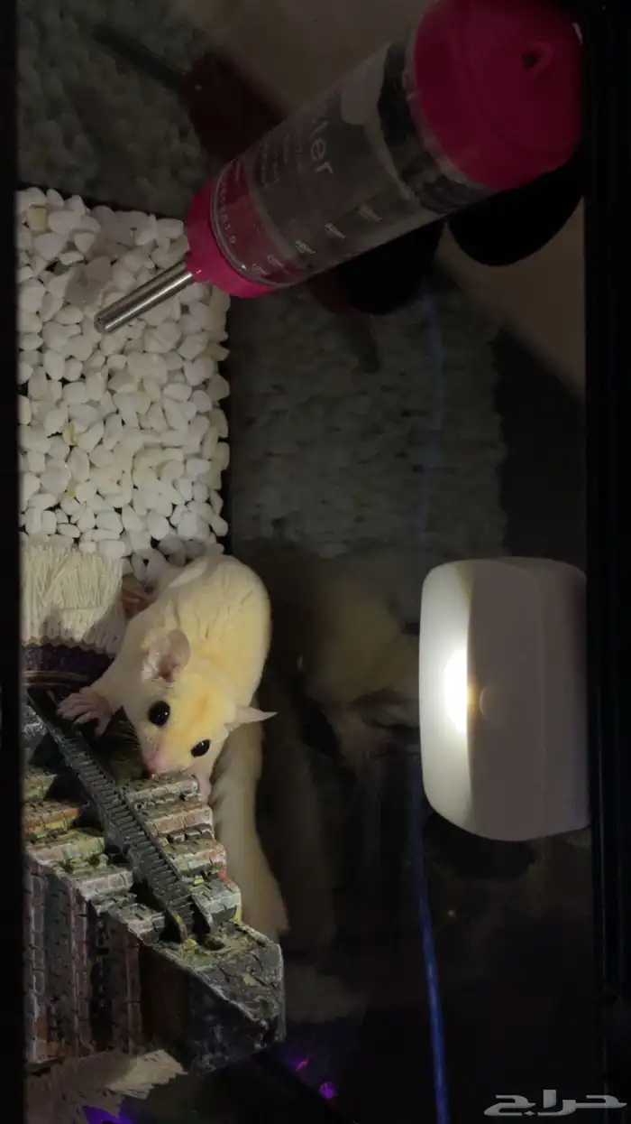 سنجاب طائر فصيلة نادرة بينو 4