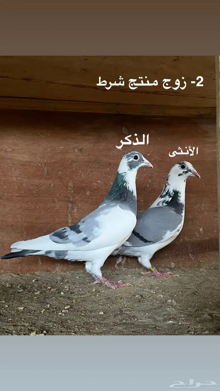 ازواج حمام زاجل سباق 1