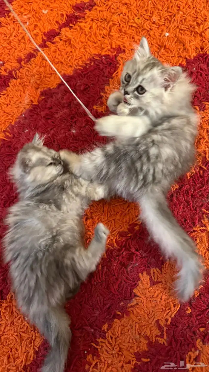 قطط شيرازي أمريكي ذكر وأنثى للبيع ب 200 ريال 5