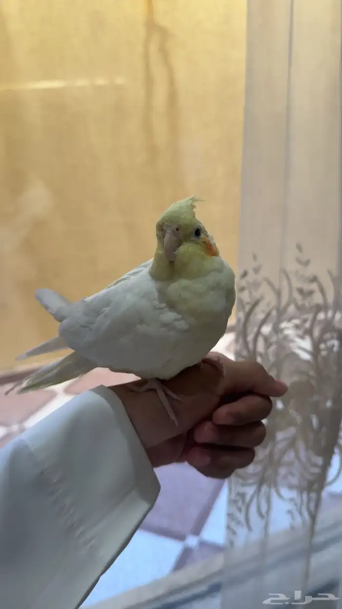 ببغاء كروان كوكتيل العمر 10 شهور اتوقع 6