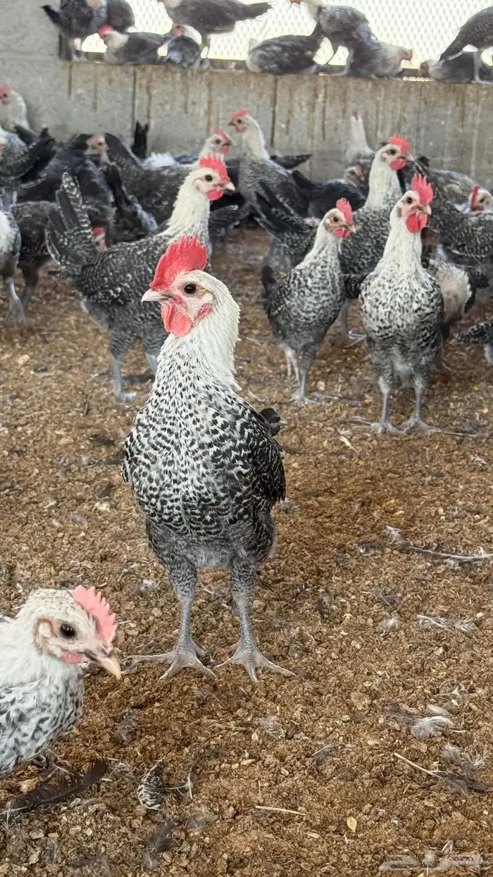 دجاج فيومي شبابي دم صافي كله 6